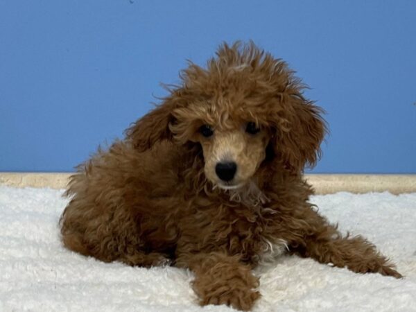 Poodle Mini DOG Male Red 21390 Petland Batavia, Illinois