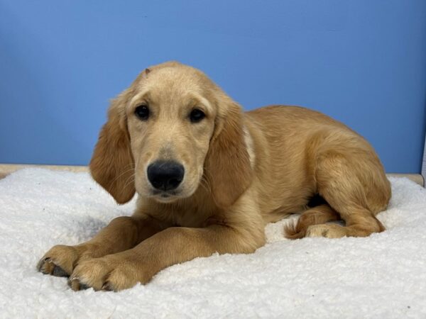 Golden Retriever DOG Female Golden 21384 Petland Batavia, Illinois