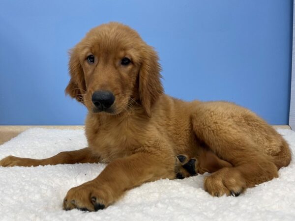 Golden Retriever DOG Male Golden 21383 Petland Batavia, Illinois