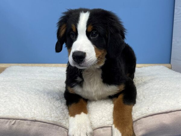 Bernese Mountain Dog DOG Male Black Rust / White 21380 Petland Batavia, Illinois