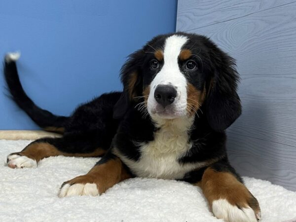 Bernese Mountain Dog DOG Male Black Rust / White 21379 Petland Batavia, Illinois