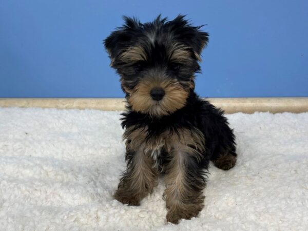 Yorkshire Terrier DOG Male Black / Tan 21391 Petland Batavia, Illinois