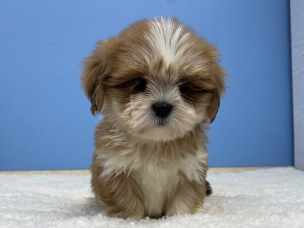 Lhasa Apso DOG Female Red and White 21392 Petland Batavia, Illinois