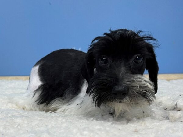 Miniature Schnauzer DOG Female Black and White Parti 21373 Petland Batavia, Illinois