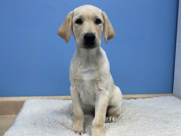 Labrador Retriever-DOG-Male-Yellow-21398-Petland Batavia, Illinois