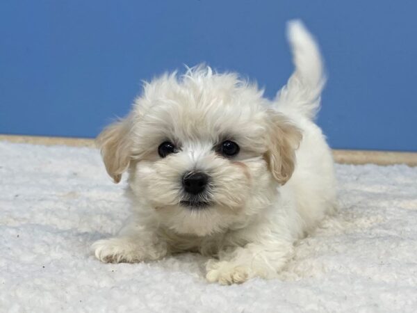 Havanese Dog Male Cream 21397 Petland Batavia, Illinois