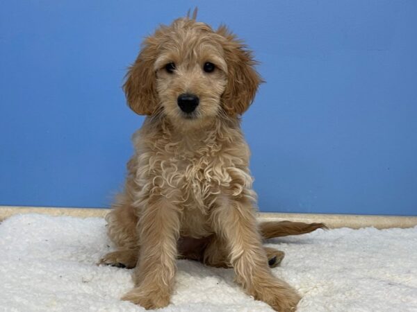 Goldendoodle Mini 2nd Gen-DOG-Male-Apricot-21395-Petland Batavia, Illinois