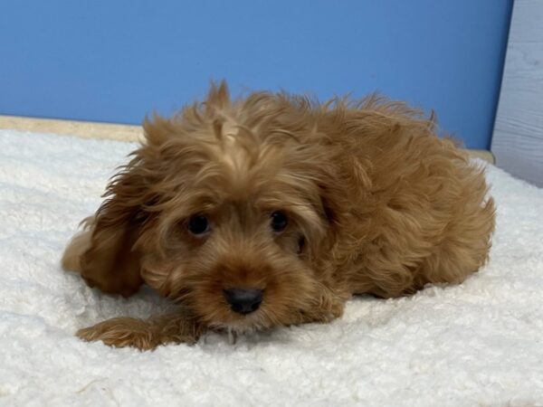 Cock A Poo DOG Male Red 21396 Petland Batavia, Illinois