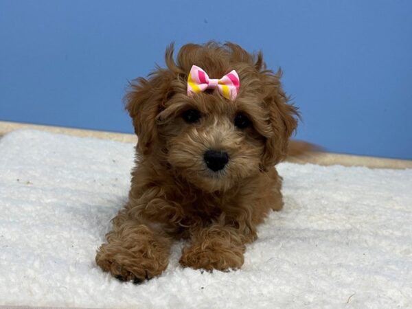 Goldendoodle Mini 2nd Gen DOG Female Red 21394 Petland Batavia, Illinois