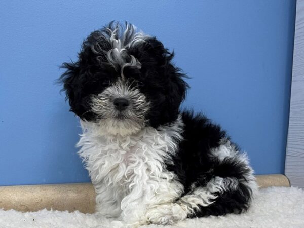 Teddy Bear Dog Male Black / White 21393 Petland Batavia, Illinois