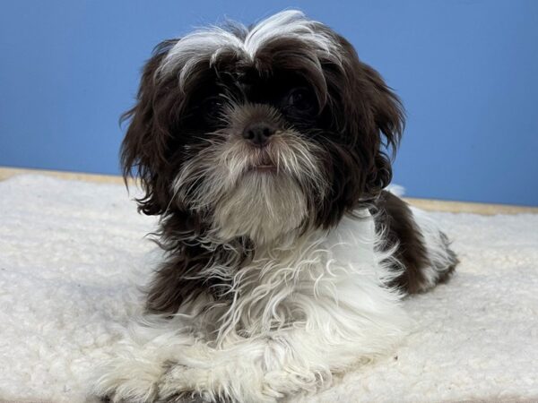 Shih Tzu DOG Male Liver / White 21406 Petland Batavia, Illinois