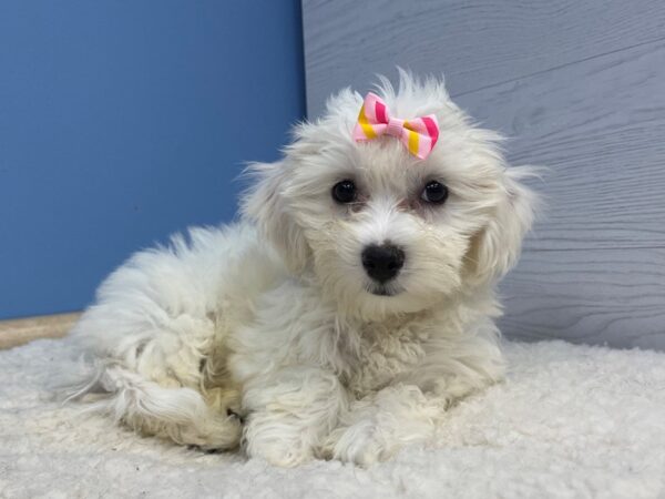 Bichon Frise DOG Female White 21405 Petland Batavia, Illinois