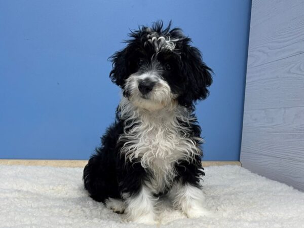 Aussiedoodle Mini DOG Female Black 21404 Petland Batavia, Illinois