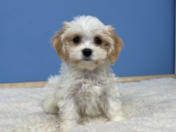 Cavachon-DOG-Male-Blenheim-21403-Petland Batavia, Illinois