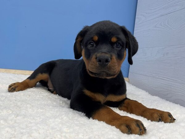 Rottweiler DOG Male Black / Tan 21401 Petland Batavia, Illinois