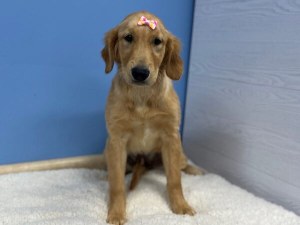 Golden Retriever DOG Female Red 21407 Petland Batavia, Illinois