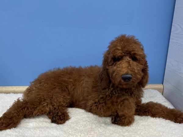 Goldendoodle 2nd Generation DOG Male Red 21409 Petland Batavia, Illinois