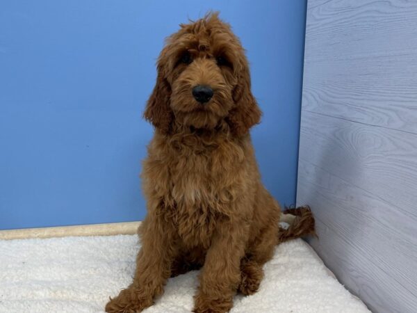 Goldendoodle 2nd Generation DOG Male Red 21410 Petland Batavia, Illinois