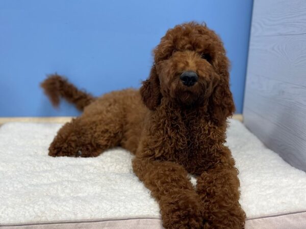 Goldendoodle 2nd Generation DOG Male Red 21411 Petland Batavia, Illinois