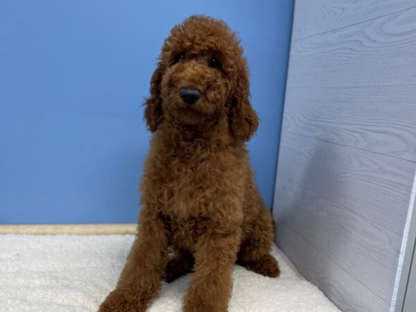 Goldendoodle 2nd Generation DOG Male Red 21412 Petland Batavia, Illinois