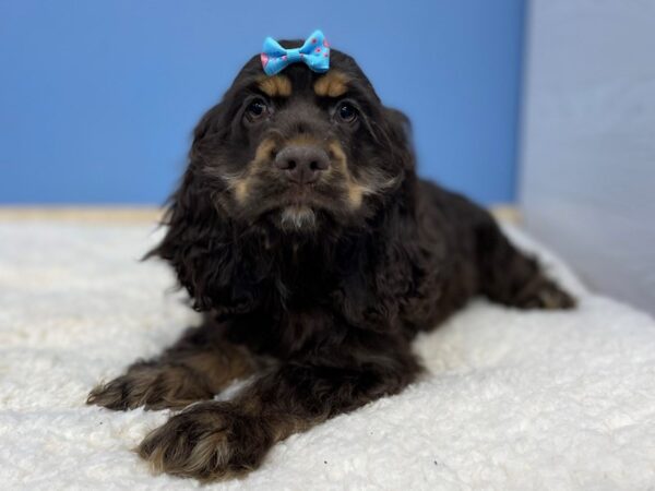 Cocker Spaniel DOG Female Chocolate, Tan Points 21413 Petland Batavia, Illinois