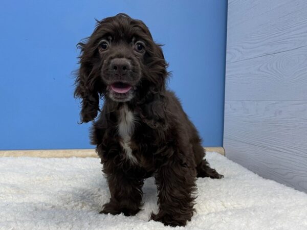 Cocker Spaniel Dog Male Chocolate 21414 Petland Batavia, Illinois