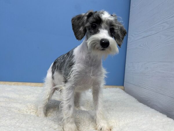 Miniature Schnauzer DOG Female Blue Merle Parti 21415 Petland Batavia, Illinois