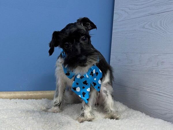 Miniature Schnauzer Dog Male Black and White Parti 21416 Petland Batavia, Illinois