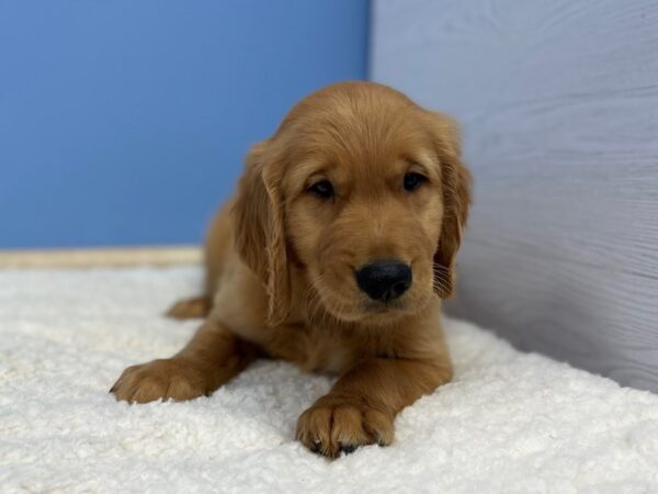 Golden Retriever DOG Male Dark Golden 21417 Petland Batavia, Illinois