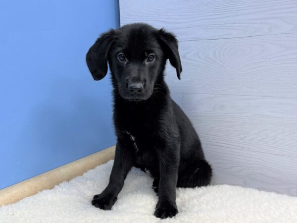 German Shepherd/Golden Retriever DOG Female Black 21422 Petland Batavia, Illinois