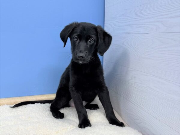 German Shepherd/Golden Retriever DOG Female Black 21423 Petland Batavia, Illinois