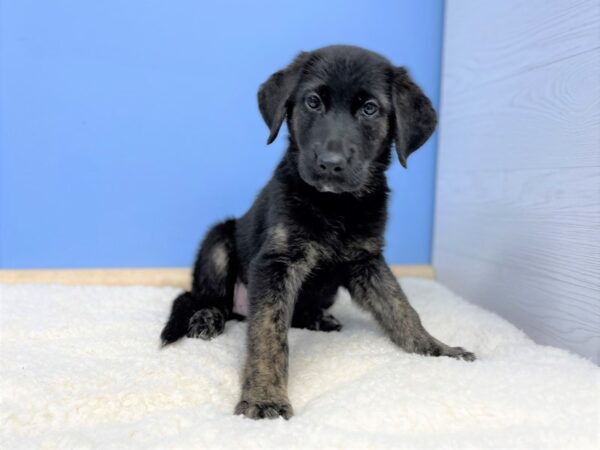 German Shepherd/Golden Retriever-DOG-Female-Black, Tan Markings-21424-Petland Batavia, Illinois