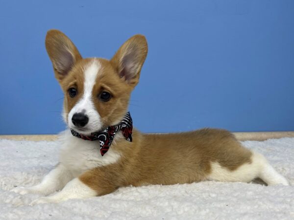 Pembroke Welsh Corgi Dog Male Red 21427 Petland Batavia, Illinois