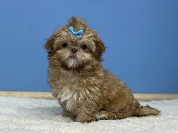 Shih Tzu DOG Female Red, White markings 21440 Petland Batavia, Illinois