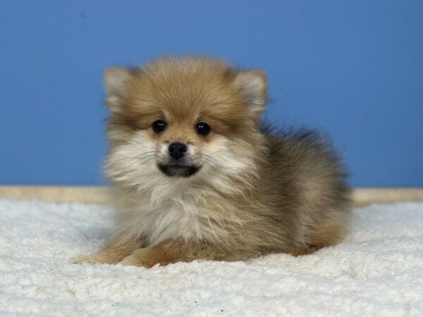 Pomeranian Dog Female Red Sable 21438 Petland Batavia, Illinois