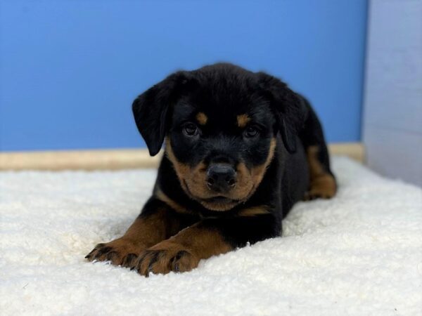 Rottweiler Dog Female Black / Tan 21437 Petland Batavia, Illinois