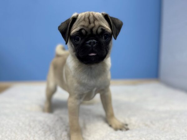 Pug-DOG-Female-Fawn-21436-Petland Batavia, Illinois