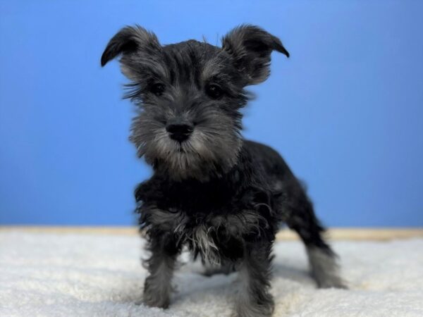 Miniature Schnauzer DOG Female Salt / Pepper 21434 Petland Batavia, Illinois