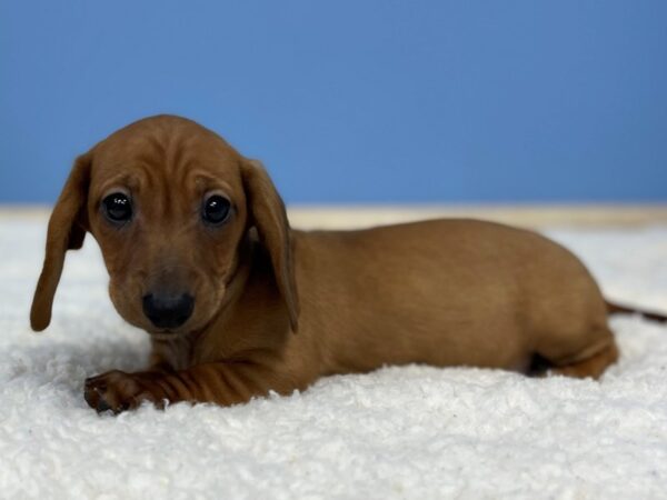 Dachshund DOG Female Red 21433 Petland Batavia, Illinois