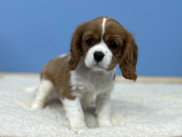 Cavalier King Charles Spaniel DOG Female Blenheim 21432 Petland Batavia, Illinois