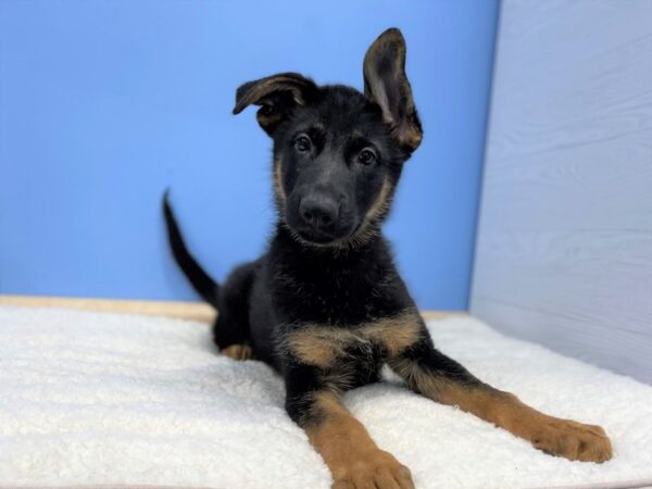 German Shepherd Dog Dog Male Black / Red 21431 Petland Batavia, Illinois