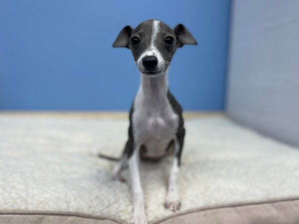 Italian Greyhound Dog Female White 21442 Petland Batavia, Illinois