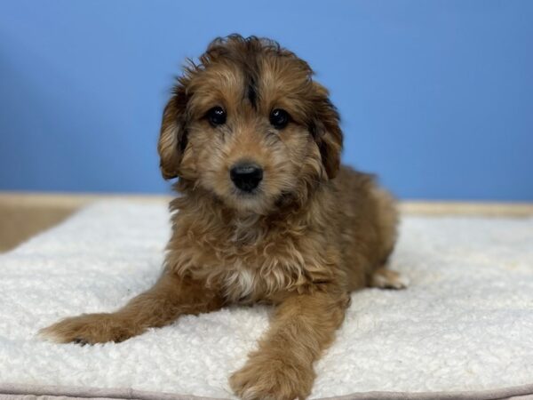 Aussiedoodle Mini-DOG-Male-Sable-21441-Petland Batavia, Illinois