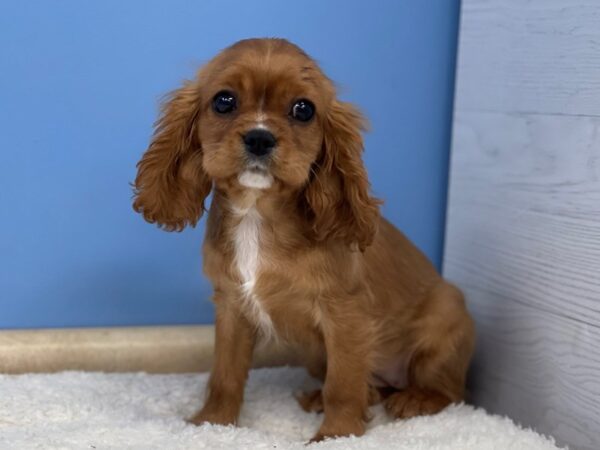 Cavalier King Charles Spaniel DOG Female Ruby 21463 Petland Batavia, Illinois