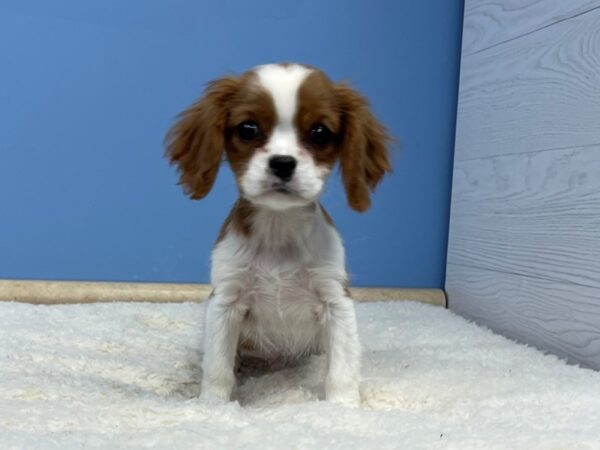 Cavalier King Charles Spaniel Dog Male Blenheim 21461 Petland Batavia, Illinois