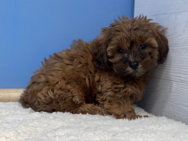 Shih Poo Dog Male Red Gold, Black Mask 21459 Petland Batavia, Illinois