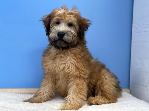 Soft Coated Wheaten Terrier DOG Male Wheaten 21470 Petland Batavia, Illinois