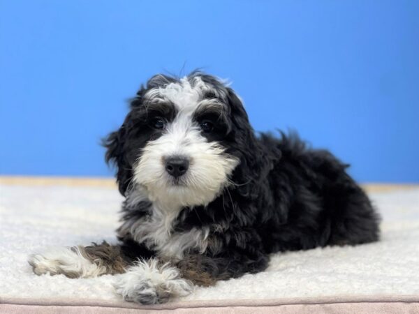 Aussiedoodle Mini DOG Female Black 21465 Petland Batavia, Illinois