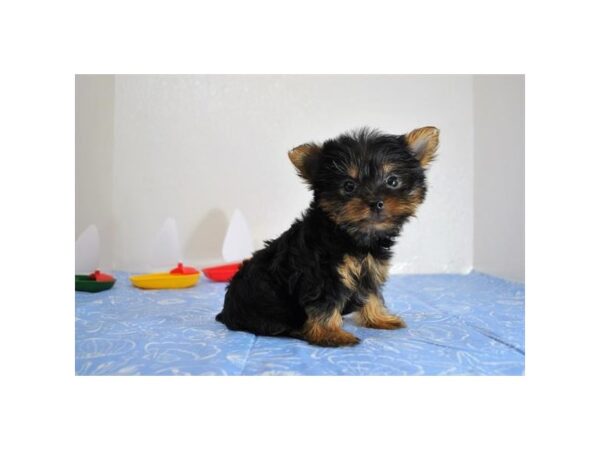 Yorkshire Terrier DOG Male Black / Tan 17344 Petland Batavia, Illinois