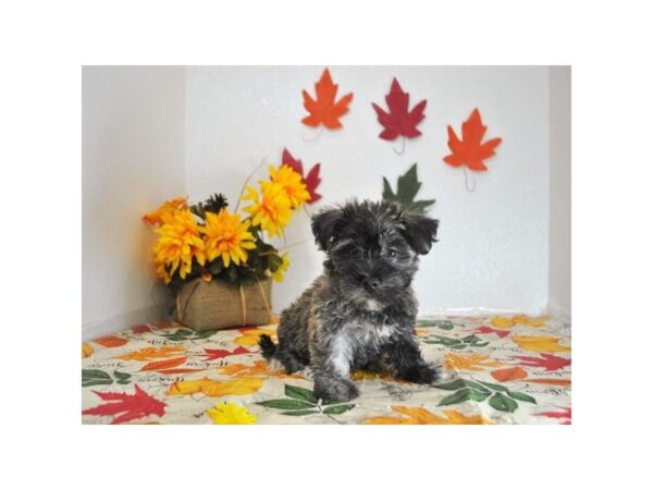 Havanese/West Highland White Terrier DOG Female Brindle 9726 Petland Batavia, Illinois